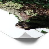 Lichen en Ivy Poster (Hoek)