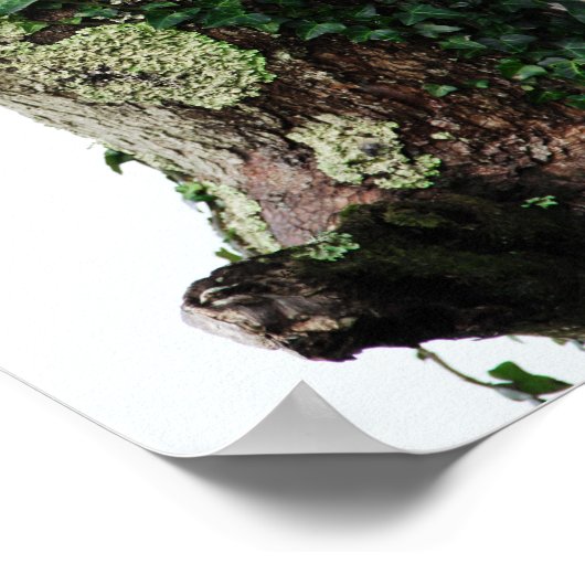Lichen en Ivy Poster (Hoek)