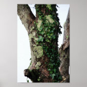 Lichen en Ivy Poster (Voorkant)