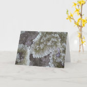 Lichen Kaart (Gele Bloem)