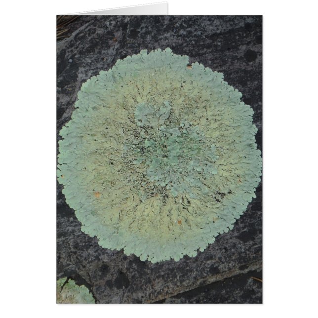 Lichen Mossy Circle (Voorkant)