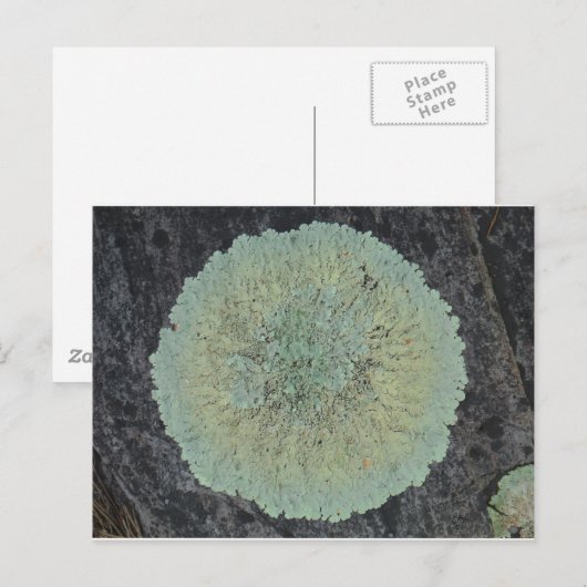 Lichen Mossy Circle Briefkaart (Voorkant / Achterkant)