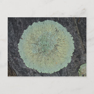 Lichen Mossy Circle Briefkaart