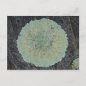 Lichen Mossy Circle Briefkaart (Voorkant)