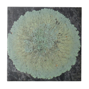 Lichen Mossy Circle Tegeltje
