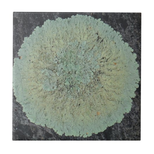 Lichen Mossy Circle Tegeltje (Voorkant)