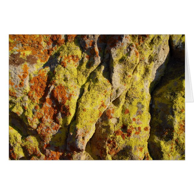 Lichen on Rock (Voorkant Horizontaal)