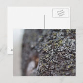 Lichen op Bark Briefkaart (Voorkant / Achterkant)