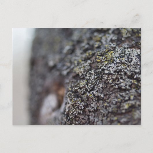 Lichen op Bark Briefkaart (Voorkant)