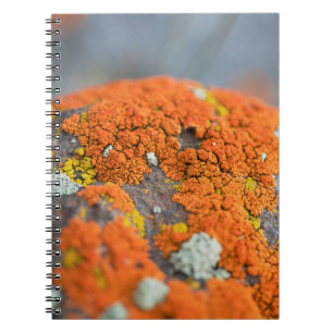Lichen oranje moss stone grijs notitieboek