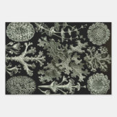 Lichen van Ernst Haeckel, Planten van de Natuur Inpakpapier Vel (Voorkant 2)