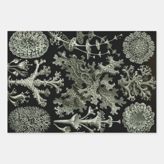 Lichen van Ernst Haeckel, Planten van de Natuur Inpakpapier Vel (Voorkant)