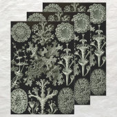 Lichen van Ernst Haeckel, Planten van de Natuur Inpakpapier Vel