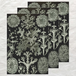 Lichen van Ernst Haeckel, Planten van de Natuur Inpakpapier Vel
