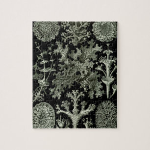 Lichen van Ernst Haeckel, Planten van de  Natuur Legpuzzel