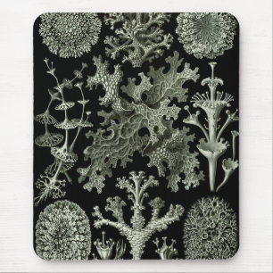Lichen van Ernst Haeckel, Planten van de Natuur Muismat
