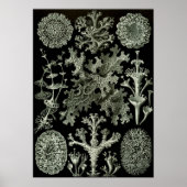 Lichen van Ernst Haeckel, Planten van de  Natuur Poster (Voorkant)