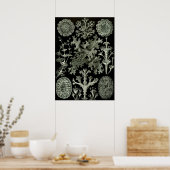 Lichen van Ernst Haeckel, Planten van de  Natuur Poster (Keuken)