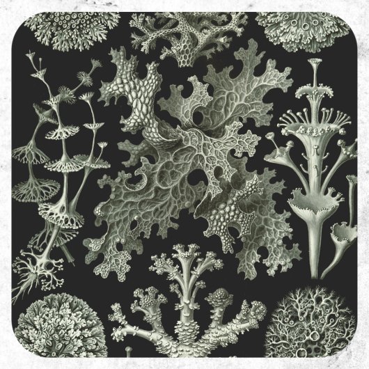 Lichen van Ernst Haeckel, Planten van de  Natuur Ronde Sticker
