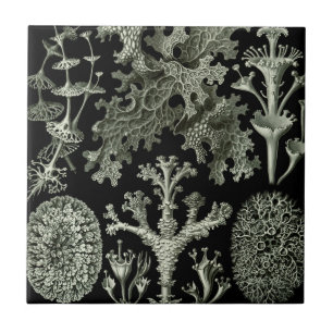 Lichen van Ernst Haeckel, Planten van de  Natuur Tegeltje