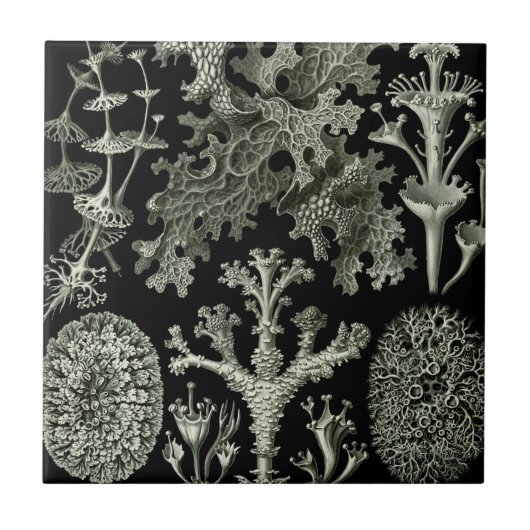 Lichen van Ernst Haeckel, Planten van de  Natuur Tegeltje (Voorkant)