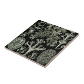Lichen van Ernst Haeckel, Planten van de  Natuur Tegeltje (Zijkant)