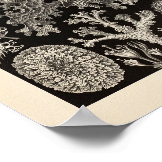 Lichenes Ernst Haeckel Art Print (Hoek)