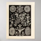 Lichenes Ernst Haeckel Art Print (Voorkant)