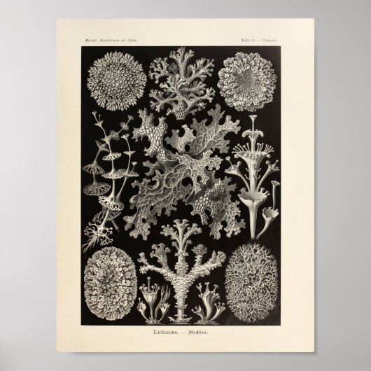 Lichenes Ernst Haeckel Art Print (Voorkant)