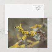 Lichens Briefkaart (Voorkant / Achterkant)