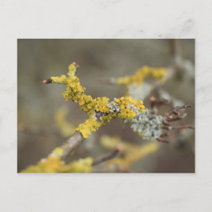 Lichens Briefkaart
