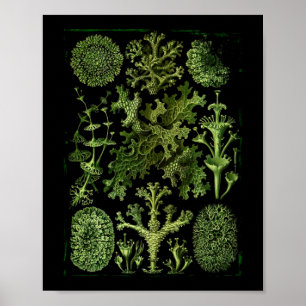 Lichens (Lichenes) in de Groenen op zwart Poster