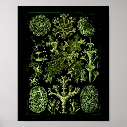 Lichens (Lichenes) in de Groenen op zwart Poster (Voorkant)