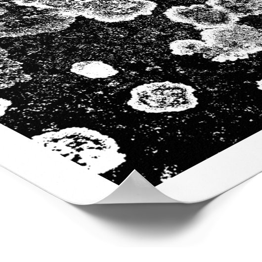 Lichens Poster (Hoek)