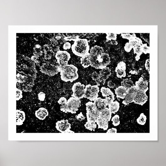 Lichens Poster (Voorkant)