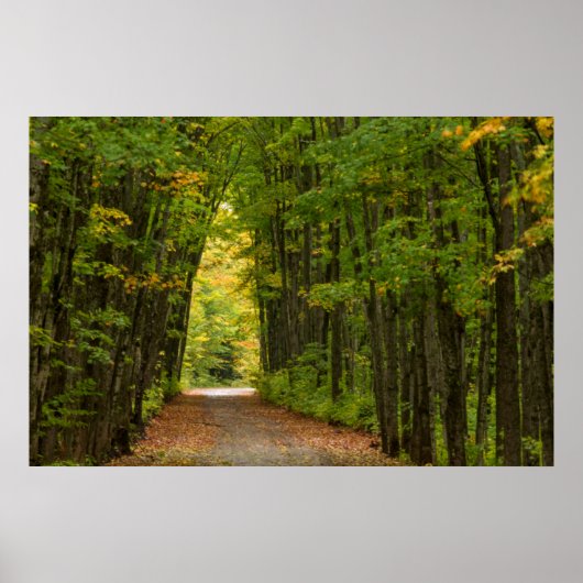 Licht aan het einde van een boomtunnel poster (Voorkant)