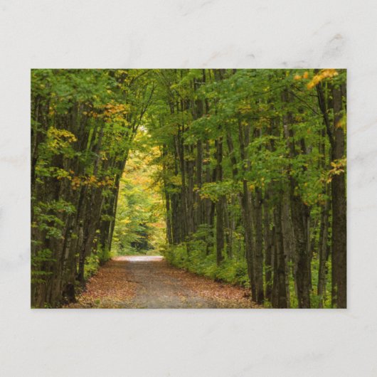 Licht aan het einde van een tunnel van bomen briefkaart (Voorkant)