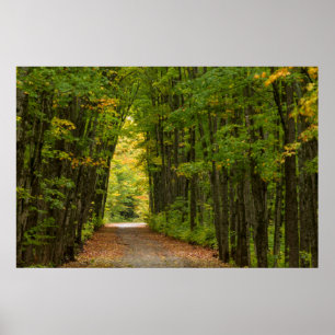 Licht aan het einde van een tunnel van bomen poster