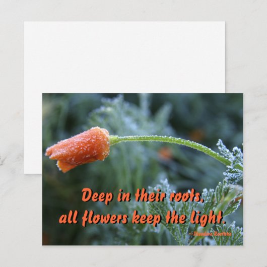 Licht afgedikt California Poppy Briefkaart (Voorkant / Achterkant)