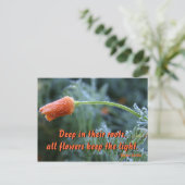 Licht afgedikt California Poppy Briefkaart (Staand voorkant)