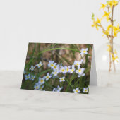 Licht Blauwe Gele Bloemen Natuur Fotografie Blanco Kaart (Gele Bloem)