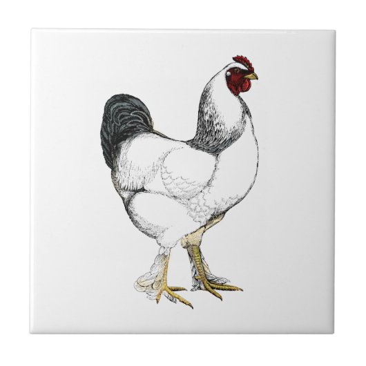 Licht Brahma Haan - Elegant  Chicken Tegeltje (Voorkant)