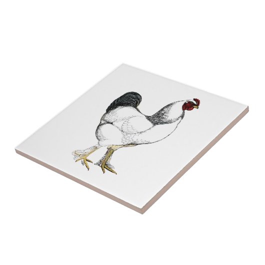 Licht Brahma Haan - Elegant  Chicken Tegeltje (Zijkant)