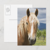 Licht bruine paard briefkaart (Voorkant / Achterkant)