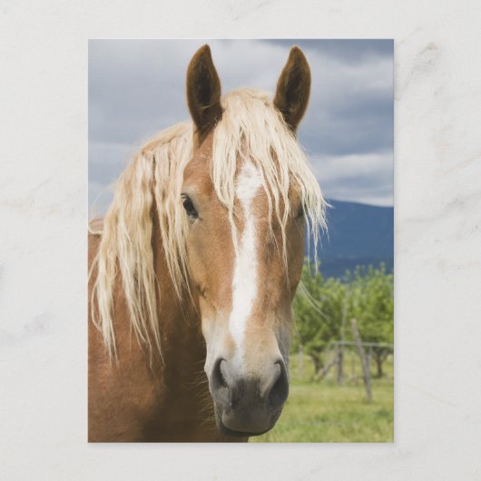 Licht bruine paard briefkaart (Voorkant)