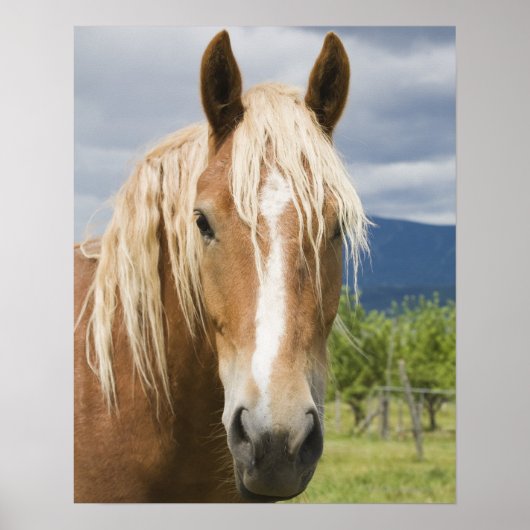 Licht bruine paard poster (Voorkant)