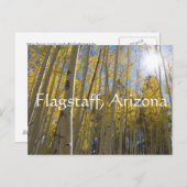 Licht door de Aspen bomen. Flagstaff, Arizona Briefkaart (Voorkant / Achterkant)