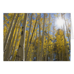 licht door de Aspen's