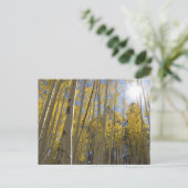 Licht door de Aspen's Briefkaart (Staand voorkant)