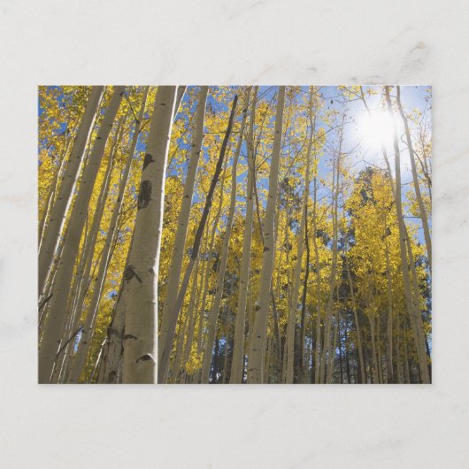Licht door de Aspen's Briefkaart (Voorkant)